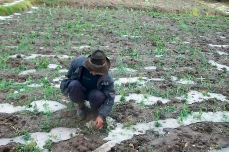 Boilibhia: Stoirm-shneachda ann an Sacaca a’ sgrios bàrr buntàta