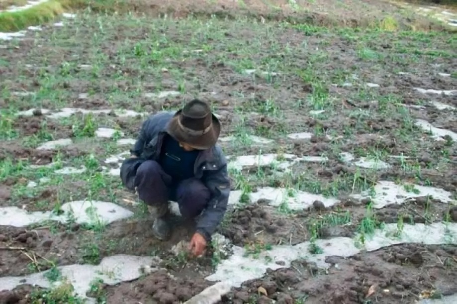 Bolivien: Hagelsturm in Sacaca zerstört Kartoffelernte