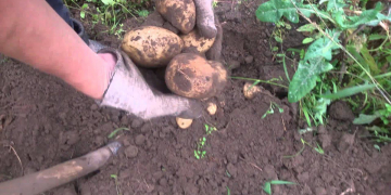 Calbee and Shiretoko Shari Cooperative to Build a Stable Potato Processing Supply Chain