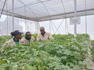 A Major Boost for Food Security in East Africa: CIP Unveils a Regional Potato Breeding Hub in Tigoni, Kenya