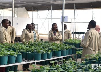 A Major Boost for Food Security in East Africa: CIP Unveils a Regional Potato Breeding Hub in Tigoni, Kenya