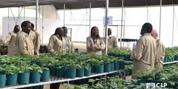 A Major Boost for Food Security in East Africa: CIP Unveils a Regional Potato Breeding Hub in Tigoni, Kenya