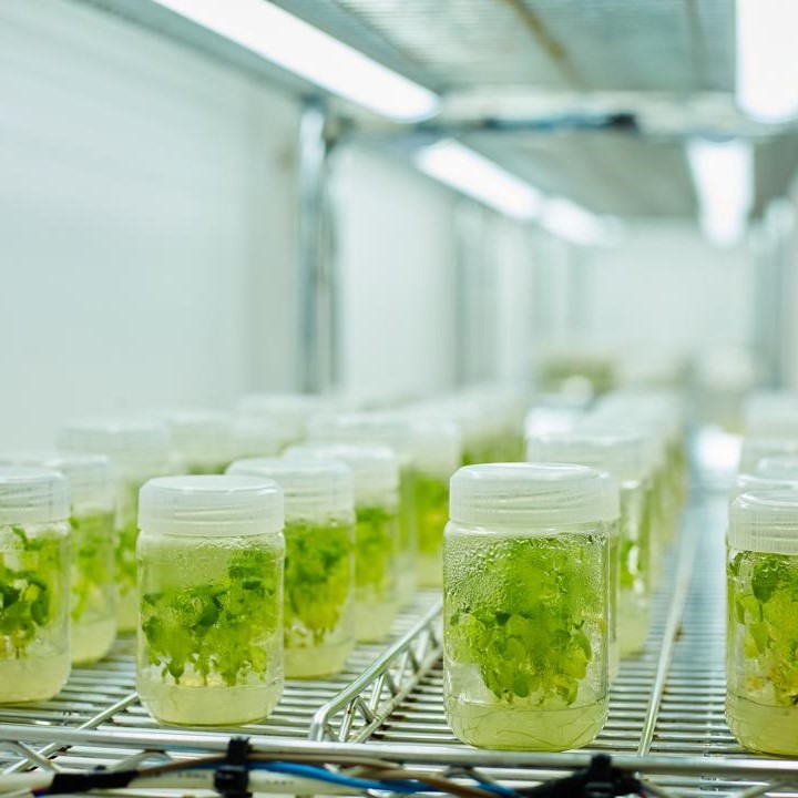 Seeds of Change: How MbeguNzuri Biotech is Revolutionizing Potato Farming in Tanzania