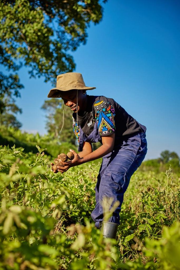 Seeds of Change: How MbeguNzuri Biotech is Revolutionizing Potato Farming in Tanzania
