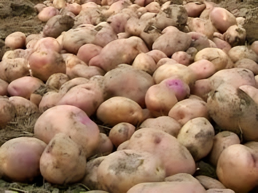 Kolumbien: Geringer Einsatz von zertifiziertem Kartoffelsaatgut und anderen Nutzpflanzen gibt Anlass zur Sorge
