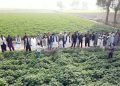 Founder of International Potato Tour to Visit Pakistan: Unlocking Potential in the World’s 9th Largest Producer