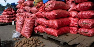 Chile: Potato Sector Faces Its Worst Crisis in a Decade