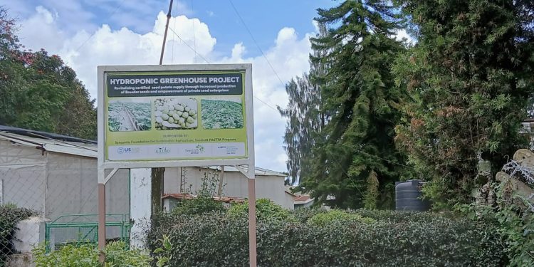 Soilless Technology Reshaping Kenya’s Potato Seed Industry