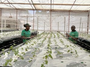 Soilless Technology Reshaping Kenya’s Potato Seed Industry
