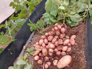 Soilless Technology Reshaping Kenya’s Potato Seed Industry 5 kkkk