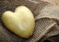 The Diocese of Augsburg Revives the Initiative to Preserve Ancient Potato Varieties