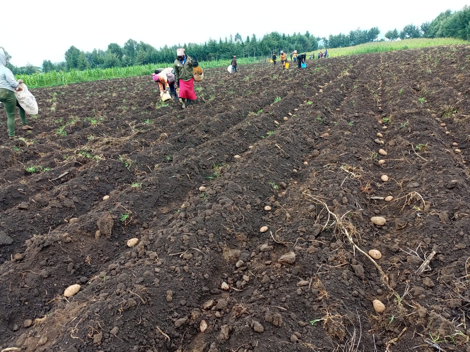 Potatoes at the Heart of Youth Transformation: How RUFORUM and Mastercard Foundation Are Changing Lives in Kenya