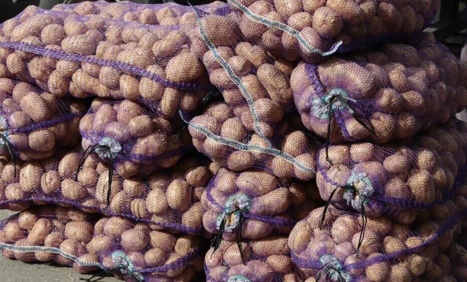 About 25 tons of potatoes were harvested in the Novgorod region