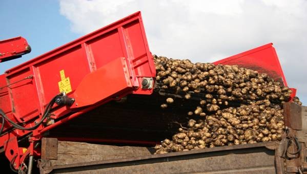The export of Russian table potatoes has increased this season 23 The export of Russian table potatoes has increased this season