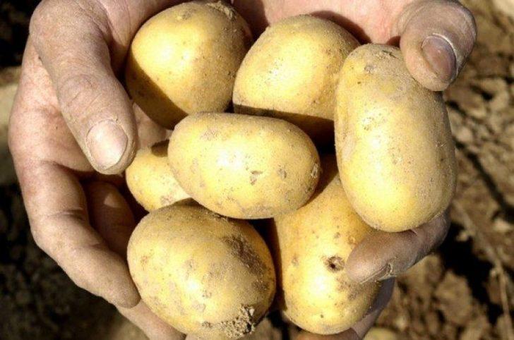 Belarus has relied on the development of domestic breeding 50 Belarus has relied on the development of domestic breeding